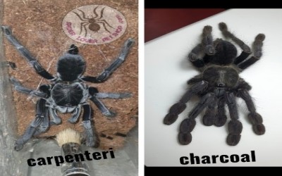 ORNITHOCTONINAE SP CHARCOAL FEMALE TARANTULA